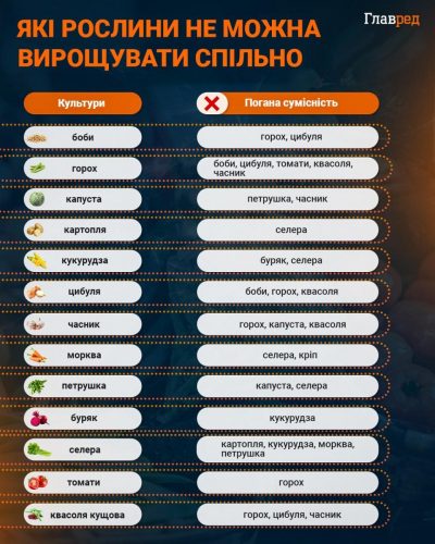 Какие растения нельзя выращивать совместно инфографика Какие растения нельзя выращивать совместно инфографика